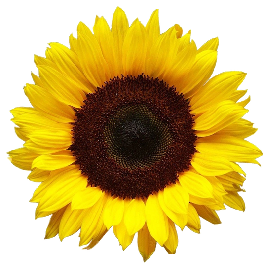 Perfect Sunflower (Digital Download)